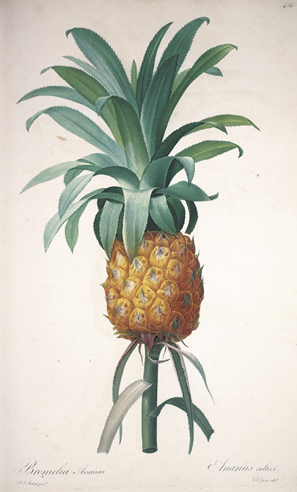 Pineapple, stipple etching with roulette, line engraving,
and -la-poupe color printing
by de Gouy, French, active 18th century
after Pierre Joseph Redout, French, 17591840
in Les Liliaces, vol. 8 (Paris, 1816)
by Alire Raffeneau-Delile, French, 17781850