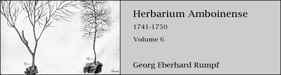  - Herbarium amboinense: Volume 6