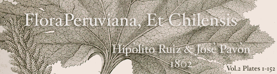 Ruiz, Hiplito - Flora Peruviana, et Chilensis : sive, descriptiones, et icones plantarum Peruvianarum, et Chilensium, secundum systema Linnaeanum digestae, cum characteribus plurium generum evulgatorum reformatis / auctoribus Hippolyto Ruiz, et Josepho Pavon. Tomus I-III.