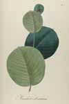 Sample image from Plantarum Brasiliae icones et descriptiones hactenus ineditae : iussu et auspiciis Francisci Primi, imperatoris et regis augustissimi / auctore Ioanne Emanuele Pohl.