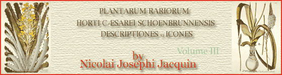  - Plantarum rariorum horti caesarei Schoenbrunnensis descriptiones et icones|Opera et sumptibus Nicolai Josephi Jacquin.