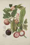 Sample image from Fleurs, fruits et feuillages choisis de l'ille de Java : peints d'aprs nature