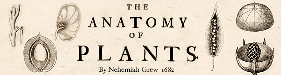 Grew, Nehemiah - The anatomy of plants. With an idea of a philosophical history of plants. And several other lectures, read before the Royal Society.