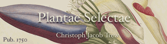 Trew, Christoph Jacob - Plantae selectae quarum imagines ad exemplaria naturalia Londini, in hortis curiosorum nutrita / manu artificiosa doctaque pinxit Georgius Dionysius Ehret ... ; occasione haud vulgari collegit nominibus propriis notisque subinde illustravit et publico usui dicavit D. Christophorus Iacobus Trevv ... ; in aes incidit et vivis coloribus repraesentavit primum Ioannes Iacobus Haid ... pictor et chalcographus augustanus.