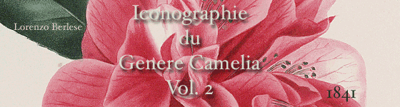  - Iconographie du genre Camellia, ou, Description et figures des Camellia les plus beaux et les plus rares / peints d'aprs nature dans les serres et sous la direction de l'abb Berlse par J.-J. Jung ; accompagnes d'un trait complet sur la culture speciale de cette plante et sur les soins qu'elle exige pour fleurir abondamment par l'abb Berlse.