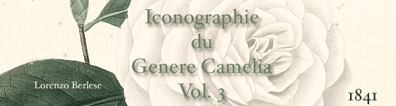  - conographie du genre Camellia, ou, Description et figures des Camellia les plus beaux et les plus rares / peints d'aprs nature dans les serres et sous la direction de l'abb Berlse par J.-J. Jung ; accompagnes d'un trait complet sur la culture speciale de cette plante et sur les soins qu'elle exige pour fleurir abondamment par l'abb Berlse.