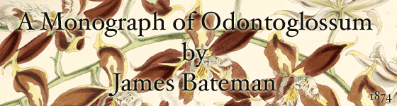 Bateman, Jas. (James) - A monograph of Odontoglossum by James Bateman.
