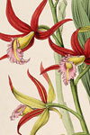 Sample image from Sertum orchidaceum: a wreath of the most beautiful orchidaceous flowers / selected by John Lindley