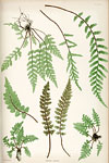 Sample image from The ferns of Great Britain and Ireland (1855) / by Thomas Moore ; edited by John Lindley ; nature-printed by Henry Bradbury.