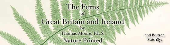 Moore,Thomas - The ferns of Great Britain and Ireland (1857) / by Thomas Moore ; edited by John Lindley ; nature-printed by Henry Bradbury.