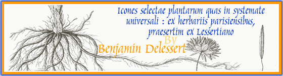  - Icones selectae plantarum quas in systemate universali : ex herbariis parisiensibus, praesertim ex Lessertiano / descripsit Aug. Pyr. de Candolle, ex archetypis speciminibus a P.J.F. Turpin delineatae et editae a Benj. De Lessert ...