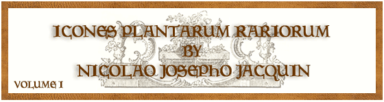  - Icones plantarum rariorum / editae Nicolao Josepho Jacquin.