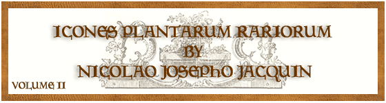  - Icones plantarum rariorum / editae Nicolao Josepho Jacquin.