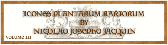  - Icones plantarum rariorum / editae Nicolao Josepho Jacquin.