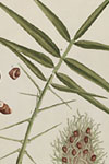 Sample image from A curious herbal, containing five hundred cuts, of the most useful plants, which are now used in the practice of physick : engraved on folio copper plates, after drawings taken from the life / by Elizabeth Blackwell. To which is added a short description of ye plants and their common uses in physick.