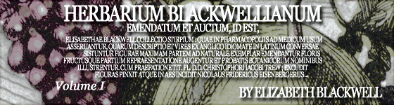  - Herbarium Blackwellianum emendatum et auctum, id est,Elisabethae Blackwell collectio stirpium : quae in pharmacopoliis ad medicum usum asseruantur, quarum descriptio et vires ex Anglico idiomate in Latinum conversae sistuntur figurae maximam partem ad naturale exemplar emendantur floris fructusque partium repraesentatione augentur et probatis botanicorum nominibus illustrentur. Cum praefatione Tit. Pl. D.D. Christophori Iacobi Trew ; excudit figuras pinxit atque in aes incidit Nicolaus Fridericus Eisenbergerus ...