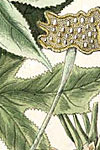 Sample image from Herbarium Blackwellianum emendatum et auctum, id est,Elisabethae Blackwell collectio stirpium : quae in pharmacopoliis ad medicum usum asseruantur, quarum descriptio et vires ex Anglico idiomate in Latinum conversae sistuntur figurae maximam partem ad naturale exemplar emendantur floris fructusque partium repraesentatione augentur et probatis botanicorum nominibus illustrentur. Cum praefatione Tit. Pl. D.D. Christophori Iacobi Trew ; excudit figuras pinxit atque in aes incidit Nicolaus Fridericus Eisenbergerus ...