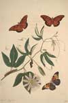 Sample image from The natural history of the rarer lepidopterous insects of Georgia : Including their systematic characters, the particulars of their several metamorphoses, and the plants on which they feed. Collected from the observation of Mr. John Abbot, many years resident in that country