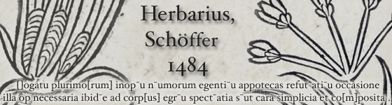  - [Herbarius][R]ogatu plurimo[rum] inopu[m] num[m]o[rum] egentiu[m] appotecas refuta[n]tiu[m] occasione illa, q[uia] necessaria ibide[m] ad corp[us] egru[m] specta[n]tia su[n]t cara simplicia et composita 