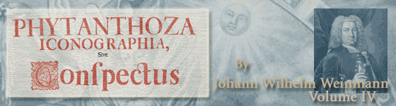  - Phytanthoza iconographia, sive, Conspectus aliquot millium : tam indigenarum quam exoticarum, ex quatuor mundi partibus long� annorum serie indefesoque studio / � Joanne Guilielmo Weinmanno ... ; collectarum plantarum, arborum, fruticam, florum, fructuum, fungorum, &c., quae nitidissime aeri incisae, & simul diu desiderata ac recens inventa arte, vivis coloribus & iconibus, naturae aemulis, excusae & representatae per Bartholomaeum Seuterum, Joannem Eliam Ridingerum et Joannem Jacobum Haidium ... quorum denominationes characteres, Genera, Species & descriptiones ex optimis, tam priscis quam neotericis auctoribus, ordine ac serie alphabetica, cum probatissimo, usu medico,  pharmaceutico, chirurgico, ac oeconomico, Latino & Germanico idiomate sincere explicantur � D. Joanne Georgio Nicolao Dieterico ... [continued by L.M. Dieterichs and A.C. Bieler].